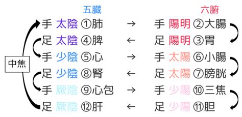 三陽三陰|東洋医学公益講座 第53回 十二正経前置き②三陰三陽